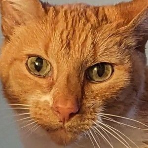 Meet your Posher, Alison